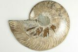 5.55" Cut & Polished Ammonite Fossil (Half) - Madagascar - #200091-1